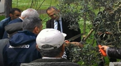 Didim Kaymakamı Yönden Zeytin Budama Kursunu Ziyaret Etti