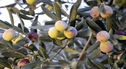 Zeytinde Halkalı Leke Mücadelesi