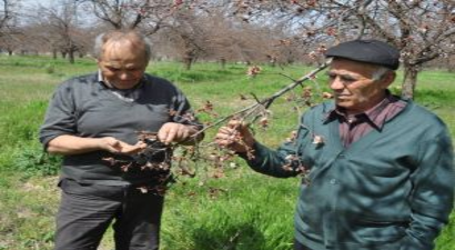 Malatya Kayısısını Don Vurdu