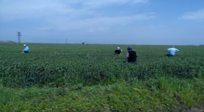 Biyolojik Mücadelede Kullanılacak Süneler Toplanmaya Başlandı