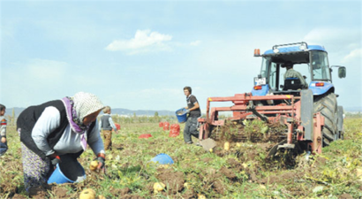 Sebze ve meyve üretiminde 17 milyar lira cepte kalacak