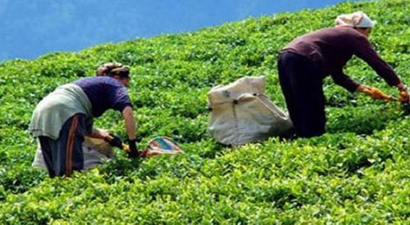 3500 tarım işçisi alınacak