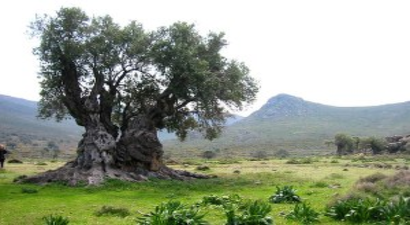 Ekonomiye Zeytin Dopingi