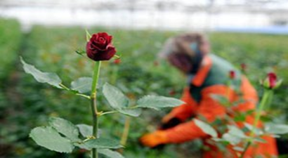 Gül Üreticisine Mazot ve Gübre Desteği Destek