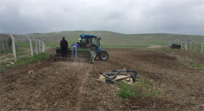 Kulu`da 10 Dekarlık Alana Deneme Amaçlı Karabuğday Ekildi