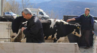 Maden işçilerine gebe düve