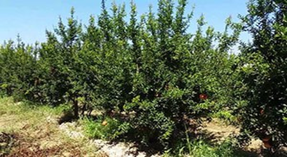 Nar Ağaçlarını Don Etkiledi