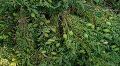 Nohudu, Aspir Bitkisi Koruyacak