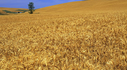 2015 Yılında Yapılacak Tarımsal Desteklemeler Açıklandı