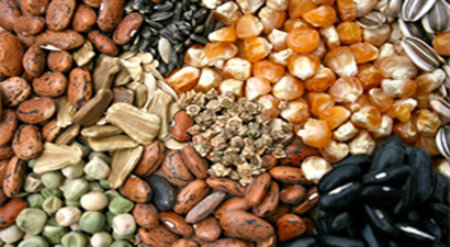 Tavşanlı`da Çiftçilere Ücretsiz Tohum Dağıtımı