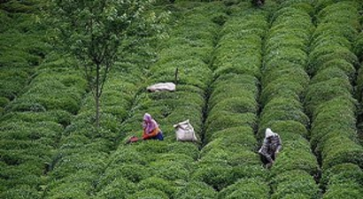 Yaş çayda 1,2 milyon tonluk üretim beklentisi