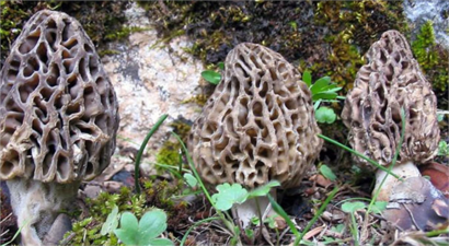 Yaşı 55, kurutulmuşu 400 lira