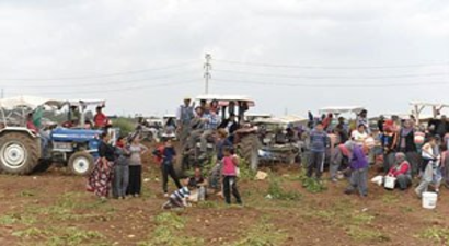 Adana`da Dar Gelirli Vatandaşlar Patates Tarlasına Koştu