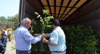 Adilcevaz`da Çiftçilere 4 Bin Adet Aşılı Ceviz Fidanı Dağıtıldı