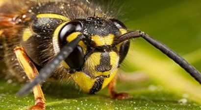 Almanya`da bitki ve hayvan türleri tehdit altında
