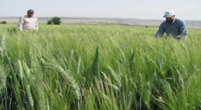 Araban`da Hububatta Yüksek Rekolte Beklentisi