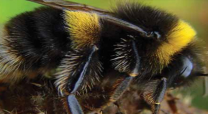 2015 Yılında Yapılacak Bombus Arısı Kullanımı Desteklemesi