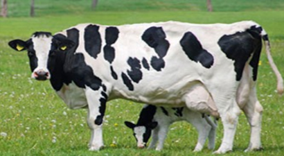 2015 Yılında Yapılacak Programlı Ası Uygulamaları