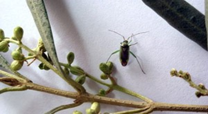 Aydın`da Zeytin Çiçek Sap Sokanı Mücadelesi Başladı