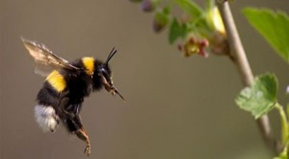 Bal arıları hızla yok oluyor