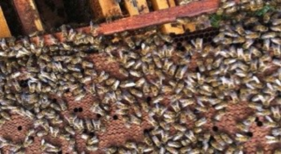 Bilinçsiz İlaçlama Nedeniyle Milyonlarca Bal Arısı Telef Oldu