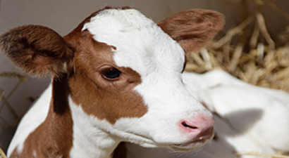 2015 Yılında Yapılacak Buzağı Desteklemesi