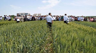 Çiftçiler, Yeni Buğday Türüyle Tanıştı