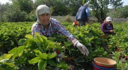 Çilek Üreticisi Yüksek Fiyata Rağmen Gülmedi