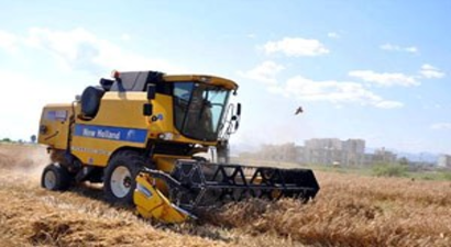 Çukurova`da Buğday Hasadı Başladı