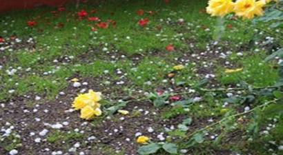 Kırıkkale`de dolu yağışı ekili alanlara zarar verdi