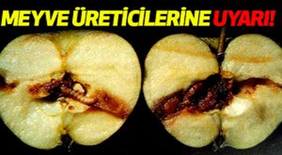 Meyve Üreticilerine Uyarı