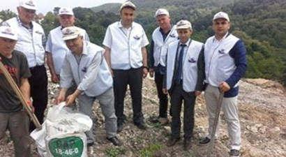 Fatsa`da Ceviz Fidanı Dikimi