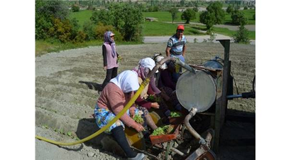 Selendi`de Tütün Üreticisinin Tatlı Çilesi Başladı