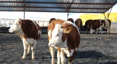 Hayvancılık İşletmelerine 26 Milyon TL Destekleme Ödemesi Yapıldı