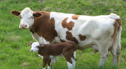 2015 Yılında Yapılacak Hayvan Genetik Kaynaklarının Yerinde Korunması Ve Geliştirilmesi