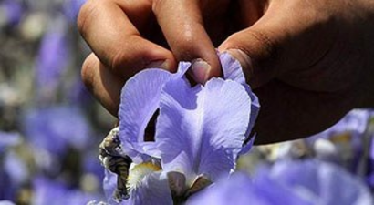 Kilogramı 5 bin euroya ihraç ediliyor