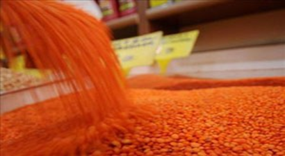 Kızıltepe`de Kırmızı Mercimek Hasadı Başladı