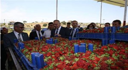Köprübaşında Çilek Üreticisinin Yüzü Gülüyor