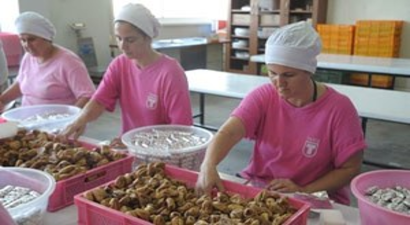 Kuru İncirde Kimyasal Kullanımı İhrcatı Etkiliyor