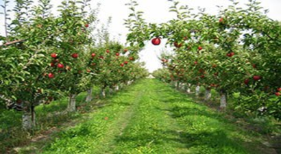 Mısıra karşı meyve üretimi yaygınlaşacak