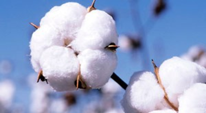 Mardin`de Çiftçiye Pamuk Destekleme Ödemesi