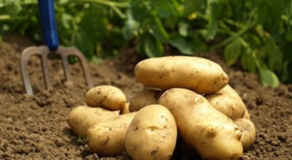 5 TL`yi gören çiftçi patatese hücum etti