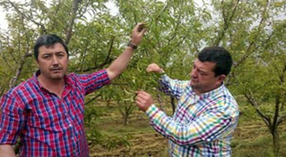 Şeftali, İncir ve Armudu Soğuk Vurdu, Rekolte Kaybı En Az Yüzde 50