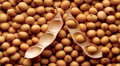 Soya Fasulyesi Ekimi Başladı