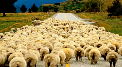 2015 Yılında Yapılacak Sürü Yöneticisi İstihdam Desteği