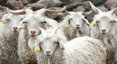 2015 Yılında Yapılacak Tiftik Keçisi Yetiştiriciliğinin Ve Tiftik Üretiminin Desteklenmesi