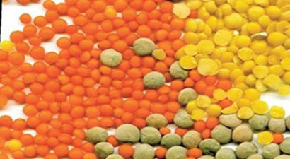 Tohum verdiğimiz Kanada`dan mercimek alıyoruz