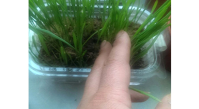 50 Yıllık Tohumlar Yeniden Hayat Buldu