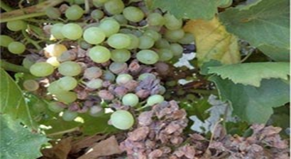 Üzüm Sektörü Salkım Güvesi İle İlaçsız Mücadele Edecek