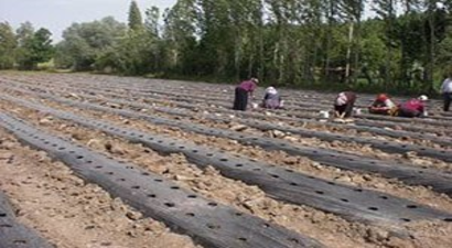 Yozgat`ta bu yıl 53 dekar alanda çilek ekimi yapıldı